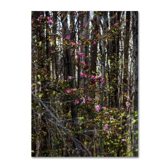 Trademark Fine Art "Springtime in the Forest" Canvas Art by Kurt Shaffer