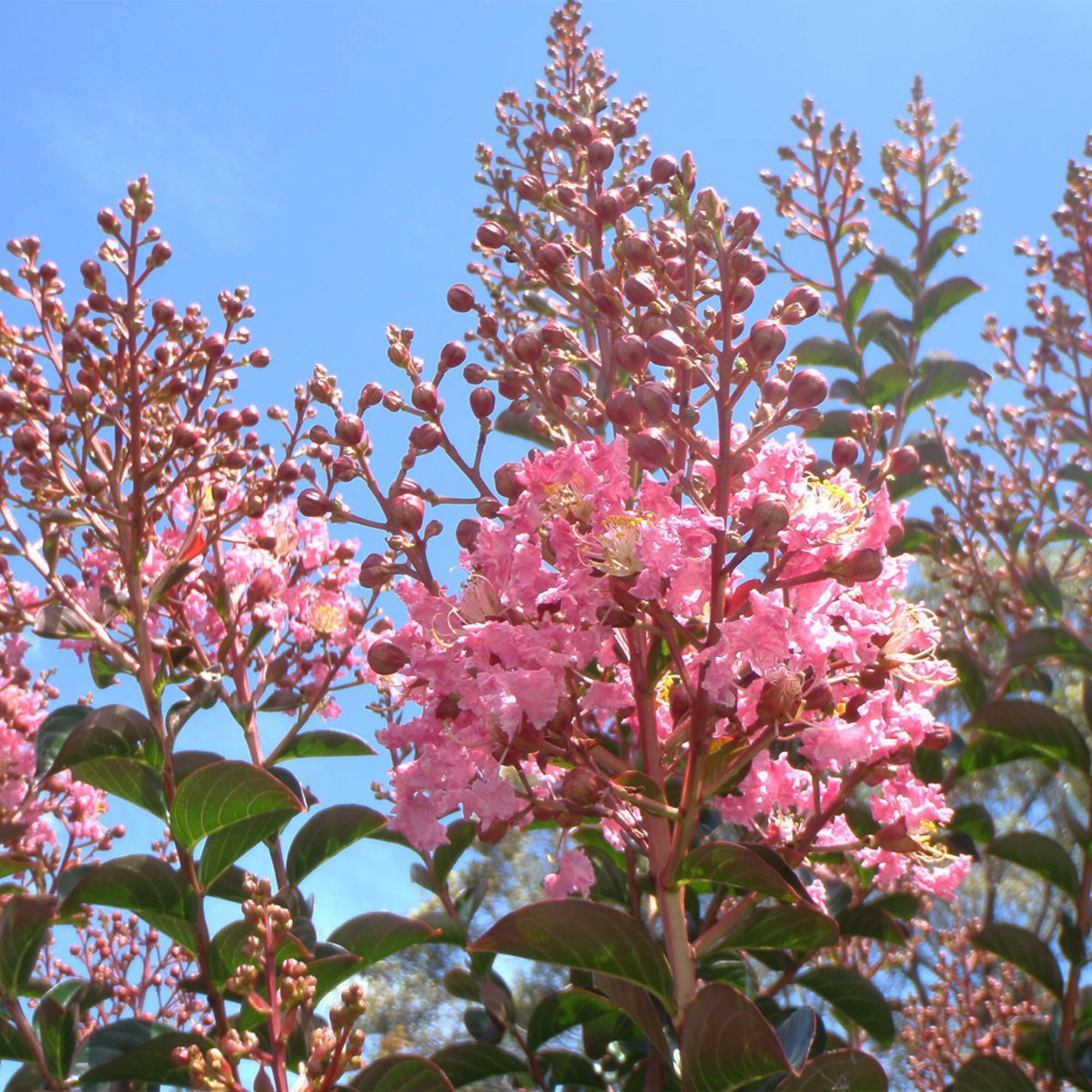 Expert Gardener Sioux Crape Myrtle Live Tree in 7-Gallon Grower Pot