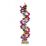 Walter Products Dna Model