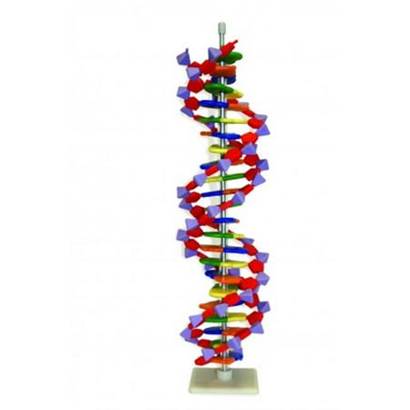 Walter Products Dna Model