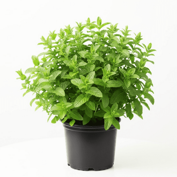 Set 3 Peppermint Live Plant, Live Peppermint Herb Plant, Fresh Mint for Planting, Easy Care for
