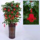 thumbnail image 1 of Conjunto De Decoración Para Año Nuevo Decoración Con Nudos Chinos Para El Festival De Primavera Fortuna Año Nuevo Restaurante Familiar Coche Familiar Árbol Decoración Para El Festival De Primavera, 1 of 3