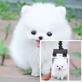 thumbnail image 4 of Reheyre Selfie Stick Rod - Puppy Cat Photo Shooting Toys with Mobile Phone Clip Pet Supply, 4 of 8