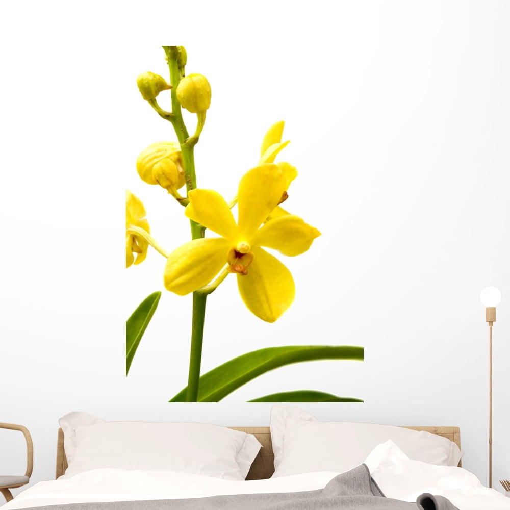 Yellow Orchid Wall Decal by Wallmonkeys Peel and Stick Graphic (48 in H x 32 in W) WM262063
