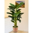thumbnail image 4 of Serene Spaces Living Artificial Banana Tree in Pot, 16" Diameter & 65" Tall, 4 of 6