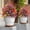 Multicolor, variant on Artificial Petunias with Ground Stake,UV Resistant and Waterproof Artificial Flower Decor,for Garden,Planter and Porch,Yard,Lifelike Decorative Flowers&nbsp;23 Inch