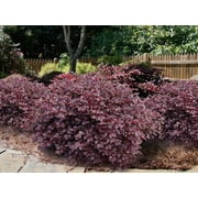 Daruma Dwarf Loropetalum ( Fringe Flower ) - Live Plant - ( 1 QT ) - Evergreen - Full Sun