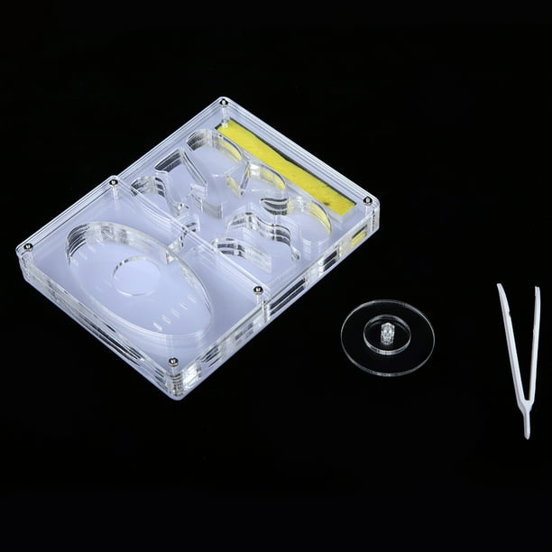 Hormiguero Acrílico Granja Hormigas Formicarium Nido Hormiga | Cuotas