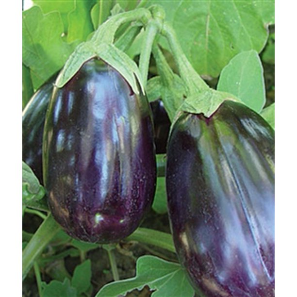 Eggplant Black Beauty Seed 1 Packet