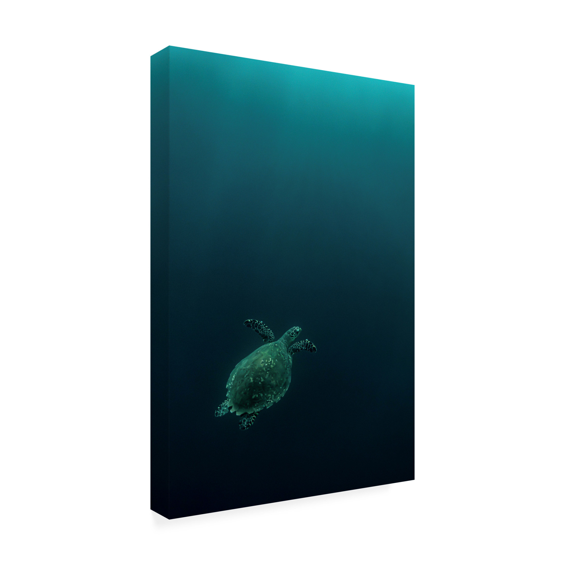 Canvas Wall Art - Serge Melesan 'The Fly Of The Hawksbill' Wall Art for Living Room, Bedroom, or Office Décor by Trademark Fine Art - 30 x 47 Inches