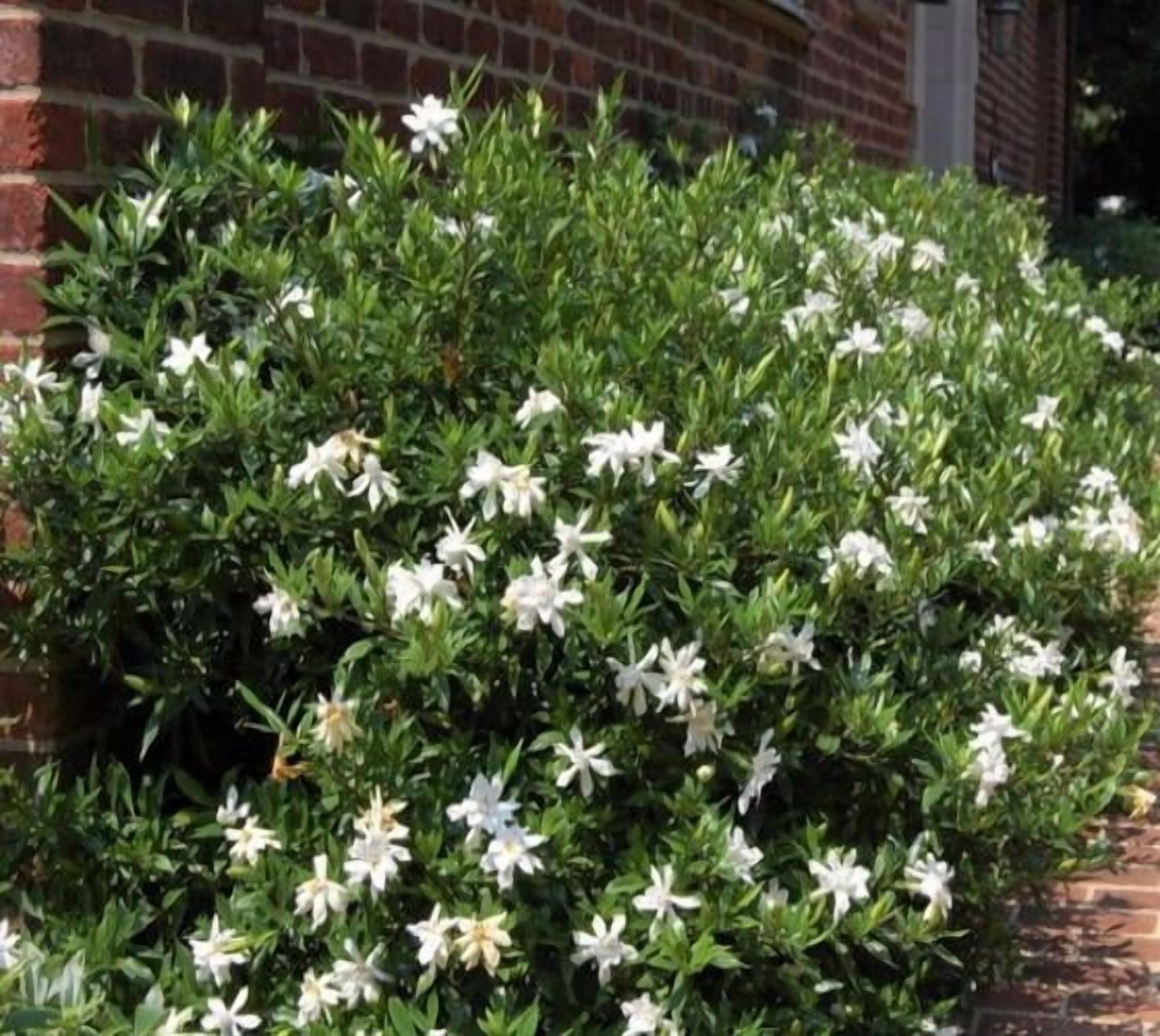 New Life Nursery & Garden, Frost Proof Gardenia, 1 QT Live Plant