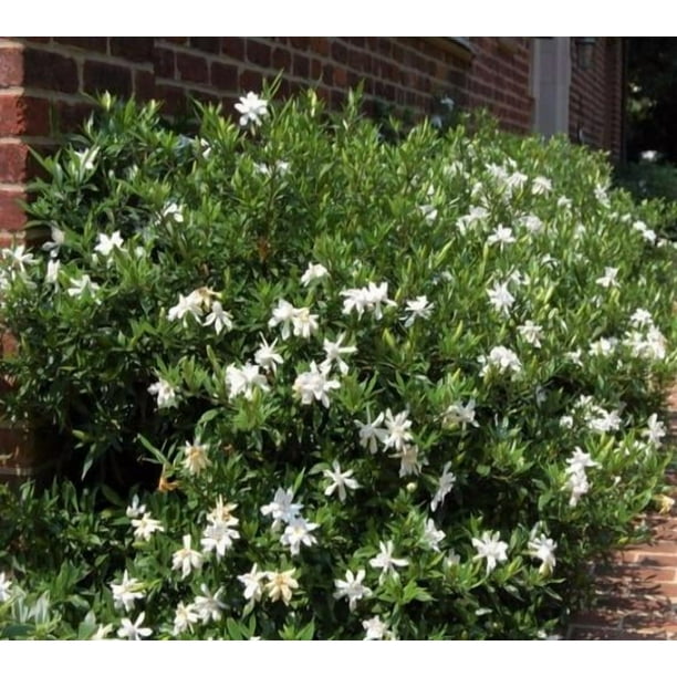 New Life Nursery & Garden, Frost Proof Gardenia, 1 QT Live Plant