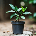 thumbnail image 5 of Bay Leaf Tree Live Plant in 4 Inch Pot, Culinary Herb from 4 to 7 Inches Tall, Bay Laurel Plants for Indoor Outdoor Growing, Laurus Nobilis, 5 of 6
