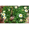 thumbnail image 3 of World's Smallest Daisy -  Bellium - 2.5" Pot - Fairy Garden Plant, 3 of 4