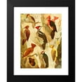 thumbnail image 2 of Emil August Göldi 19x24 Black Modern Framed Museum Art Print Titled - Picapaus, Jpecu (1900-1906), 2 of 5