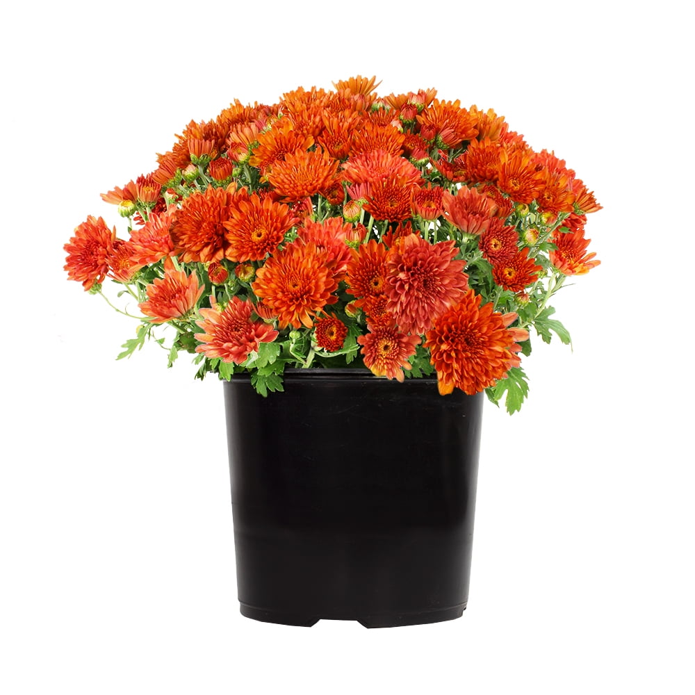 Altman Plants 1 Gallon Orange Mum Live Plant in Grower Pot