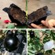 thumbnail image 4 of Dispositivo de enraizamiento de semillas de plantas Bola de propagación de caja de injerto de alta presión para jardín JShteea El nuevo, 4 of 7