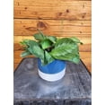 thumbnail image 2 of Maranta Leuconeura Silver Band, 4" Plant, The Plant Farm, 2 of 2