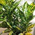 thumbnail image 5 of Croton Gold Dust- 5 Live Plants in 4 Inch Pots - Codiaeum Variegatum 'Gold Dust' - Beautiful Easy Care Indoor Houseplant, 5 of 5