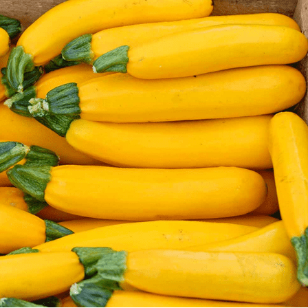 2 Yellow Zucchini Plants Live for Planting, Summer Squash for Outdoor Garden in 4 Inch Pot