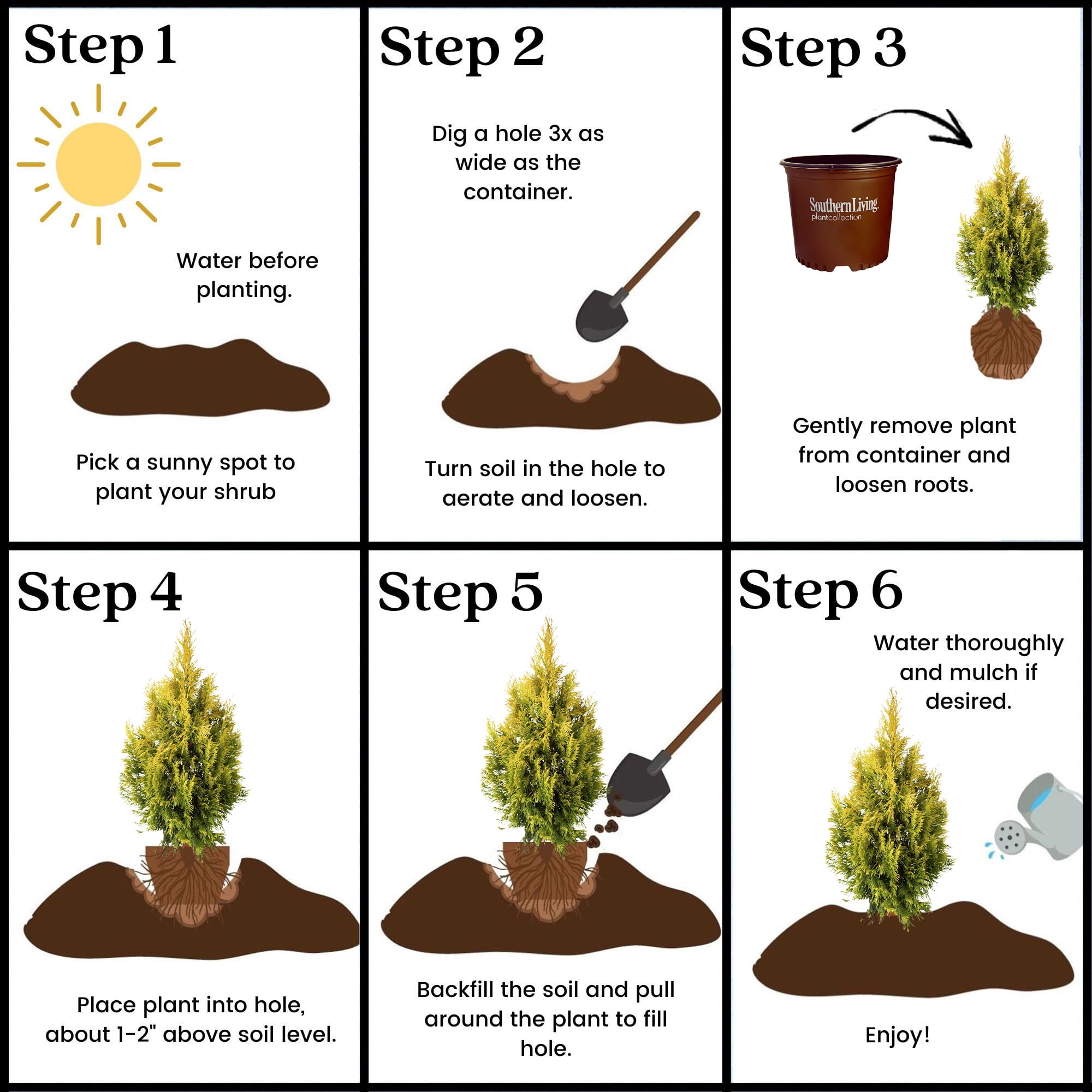Southern Living Forever Goldy Arborvitae Live Shrub in 2-Gallon Grower Pot