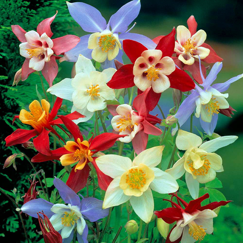 Dragonfly Mixed Columbine Perennial Aquilegia Live Plant Quart