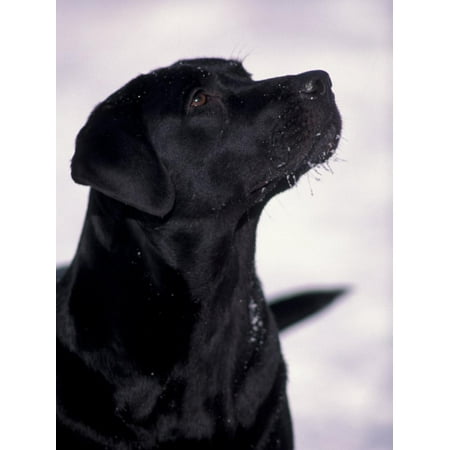 Labrador Retriever Art - Black Labrador Retriever Looking Up Print Wall Art By Adriano Bacchella