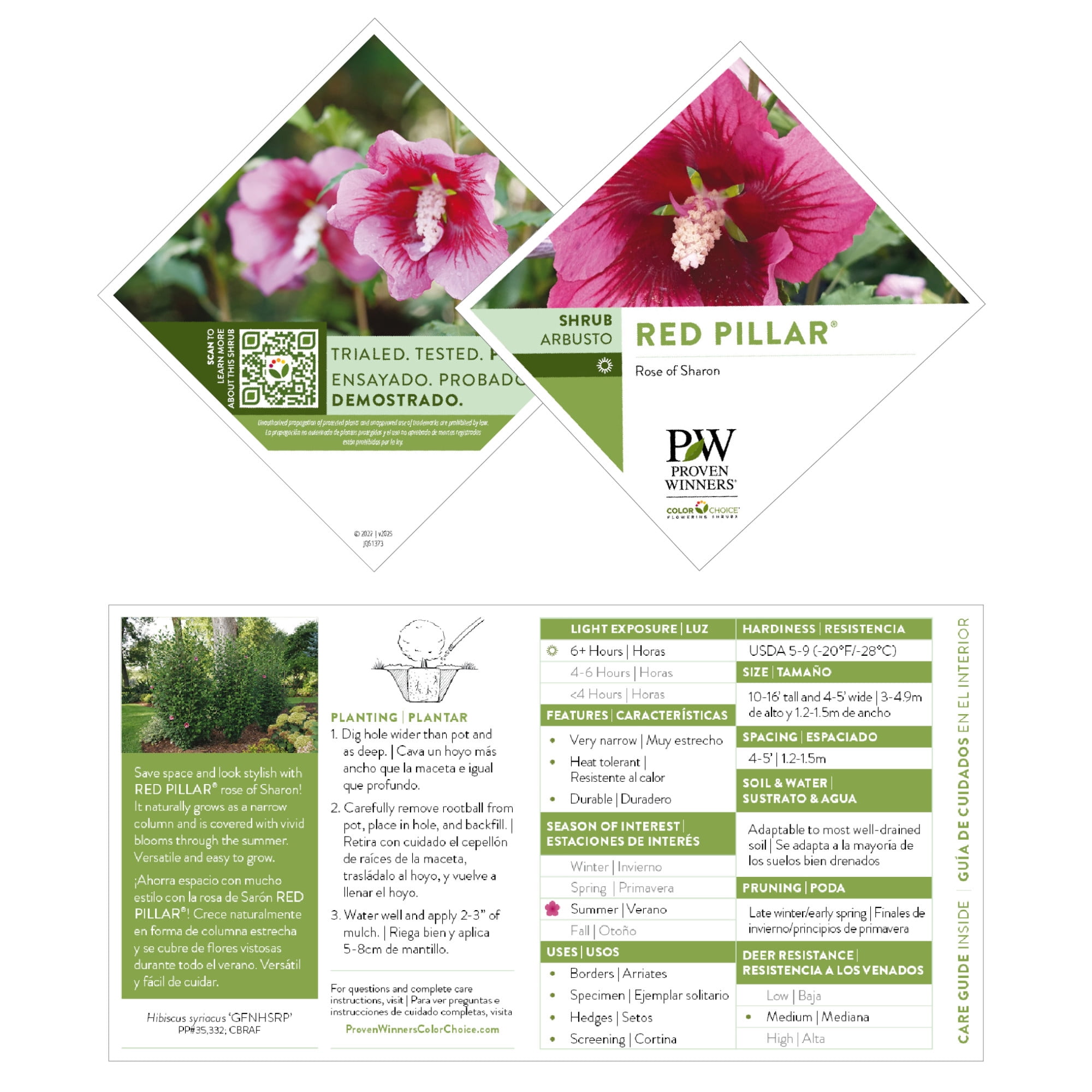 Proven Winners ColorChoice 5" Pink Red Pillar Rose of Sharon Live Plant in 4.5" Pot (4 Count)