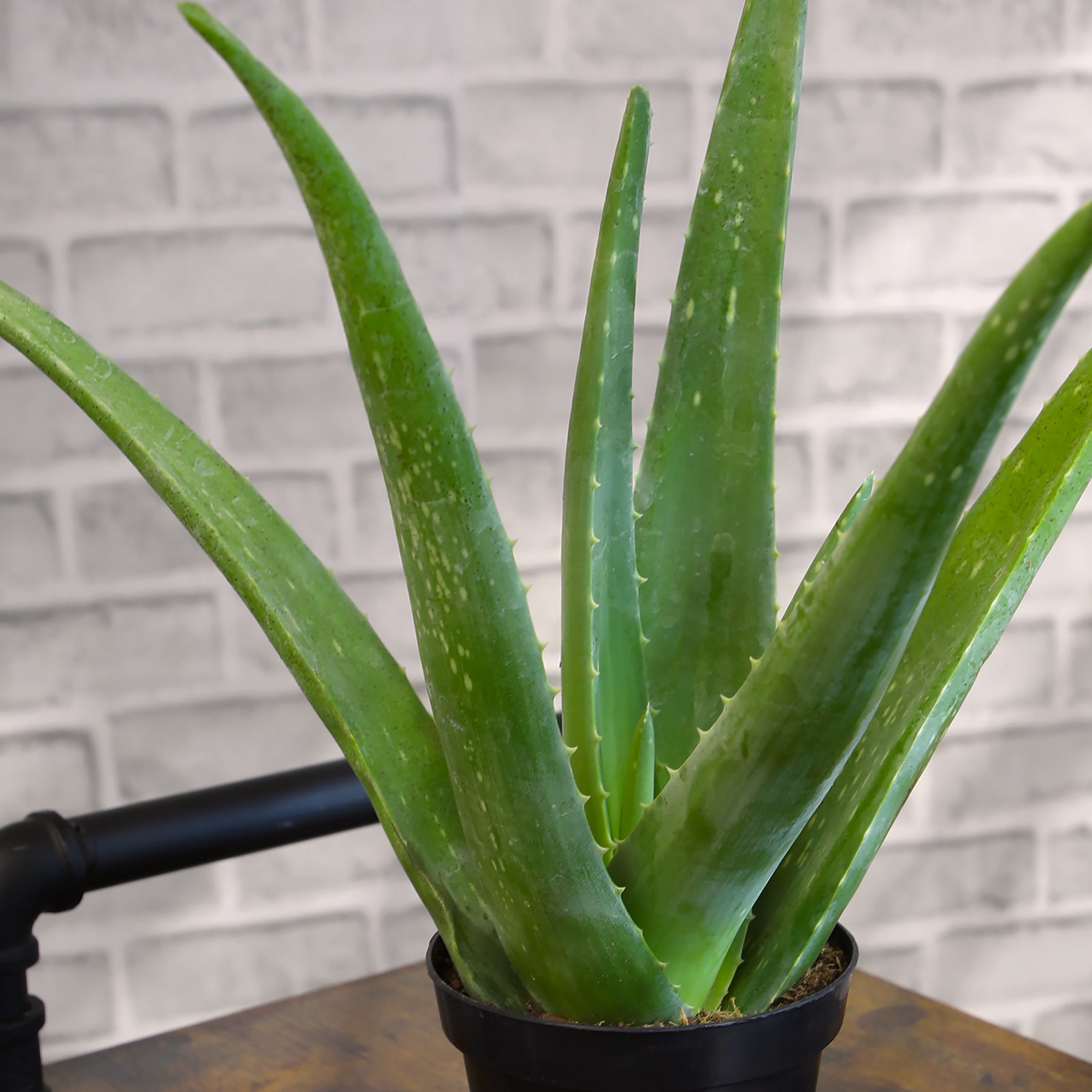 Altman Plants 11" Live Aloe Vera Decor in 4" White Pot, Easy Care Succulent Gift