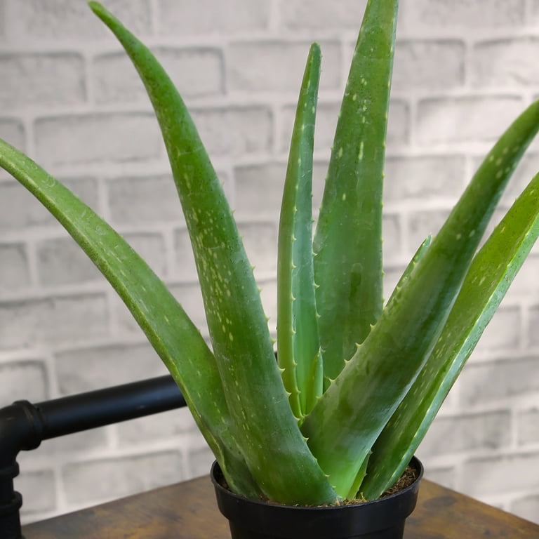Altman Plants 10