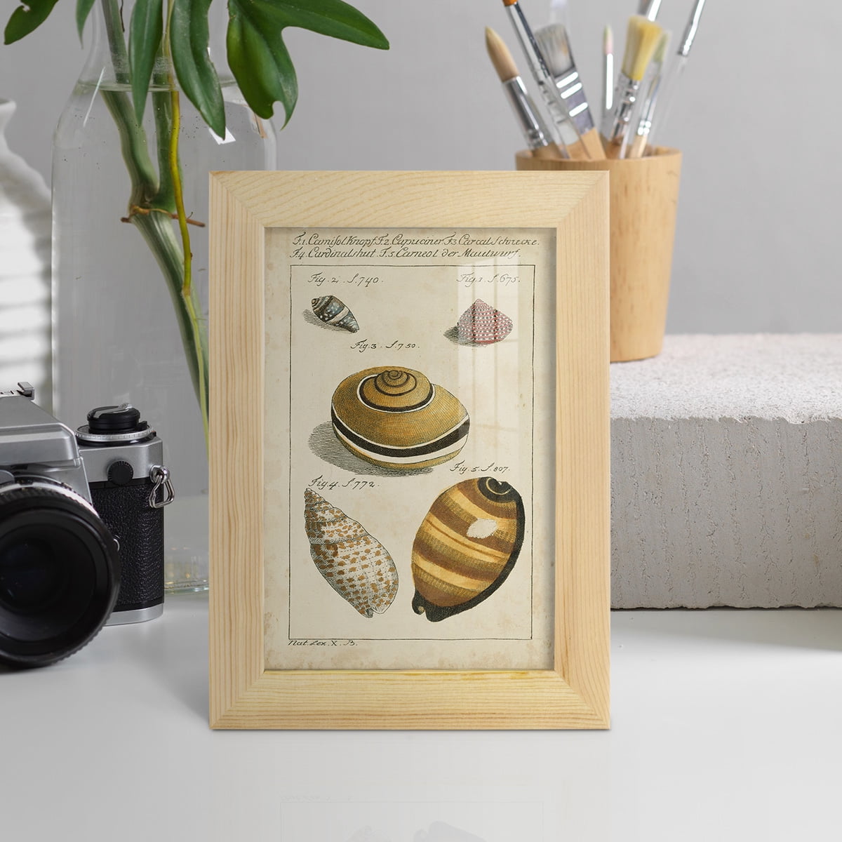 Vintage Shell Study IV -Framed Print w/glass-Natural Wood
