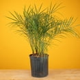 thumbnail image 4 of Costa Farms 36" Tall Phoenix Roebelenii, Bright Indirect Sunlight, Indoor Live House Plants, 4 of 9