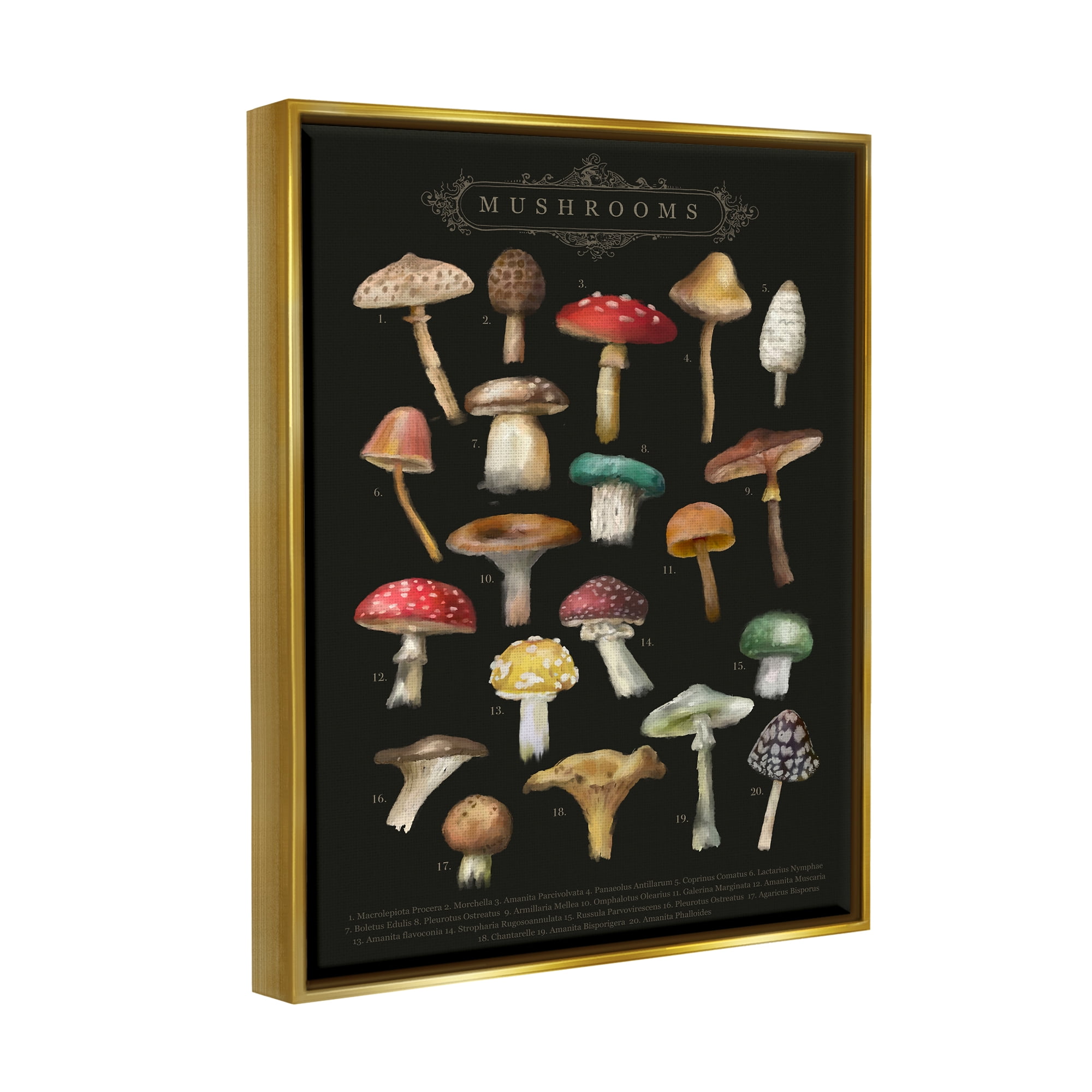 Stupell Industries Dark Informative Mushroom Chart Landscape Painting Gold Floater Framed Art Print Wall Art