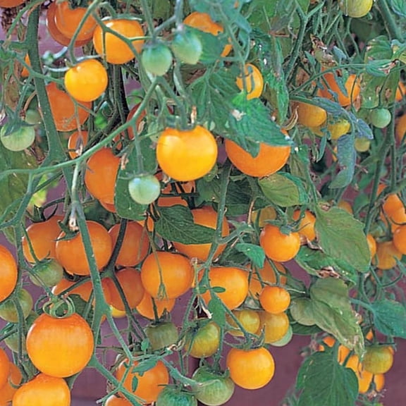 Tumbling Tom Yellow Cherry Tomato Plant - 4" Pot