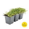 thumbnail image 3 of 3 Red Creeping Thyme in 2.5" Cubes | Live Fragrant Evergreen Groundcover with Bright Red-Pink Blooms | Low-Growing Perennial Herb for Containers, Pathways & Landscaping (Thymus 3 Red Creeping Thyme, 3 of 10