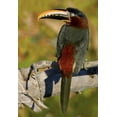 thumbnail image 2 of Williams, Joanne 18x24 White Modern Wood Framed Museum Art Print Titled - Brazil, Pantanal Chestnut-eared aracari on tree, 2 of 4