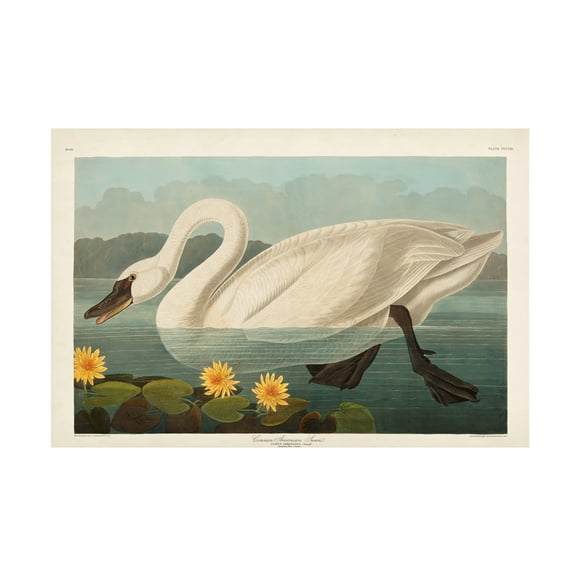 John James Audubon 'Common Swan' Canvas Art