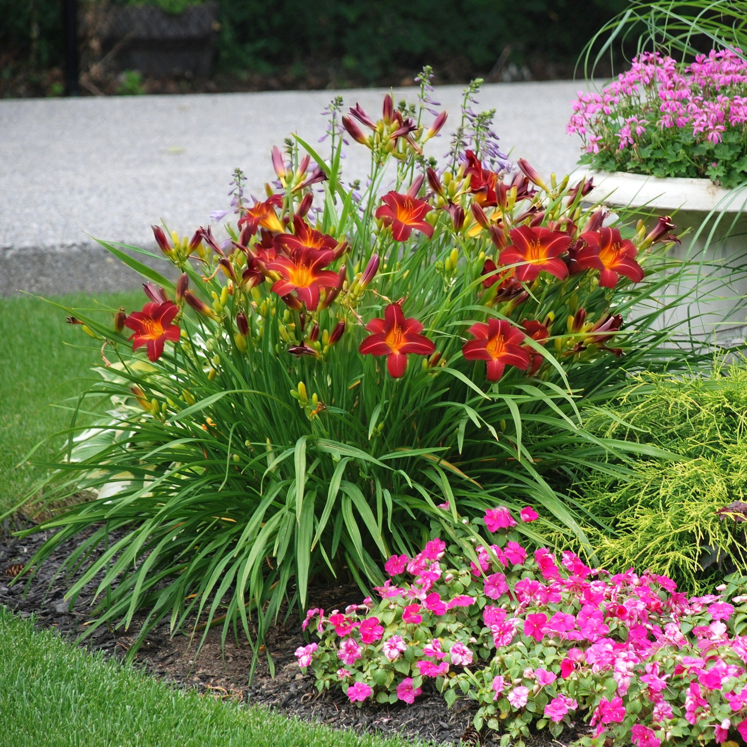 National Plant Network Bare Root Daylily Autumn Red (5-Pack)