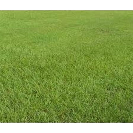 Pensacola Bahia Pasture Grass Seed Raw - 10 Lbs.
