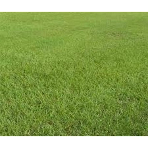 Pensacola Bahia Pasture Grass Seed Raw - 10 Lbs. - Walmart.com