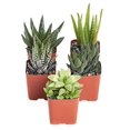 thumbnail image 2 of Shop Succulents | Alluring Collection of Live, Hand Selected Variety Pack of Mini 5 Different Aloe Plants in 2" Grower Pots, Easy to Grow and Hard to Kill, 2 of 4