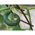 thumbnail image 3 of Dark Armenian Cucumber Seeds/ Annual/ Full Sun/120 Seeds 1/8 oz/ Zellajake Farm and Garden - B319, 3 of 5