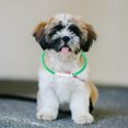 thumbnail image 4 of unbranded Collar LED Para Perro Con Recargable Por USB Ajustable Y Resistente, 4 of 7