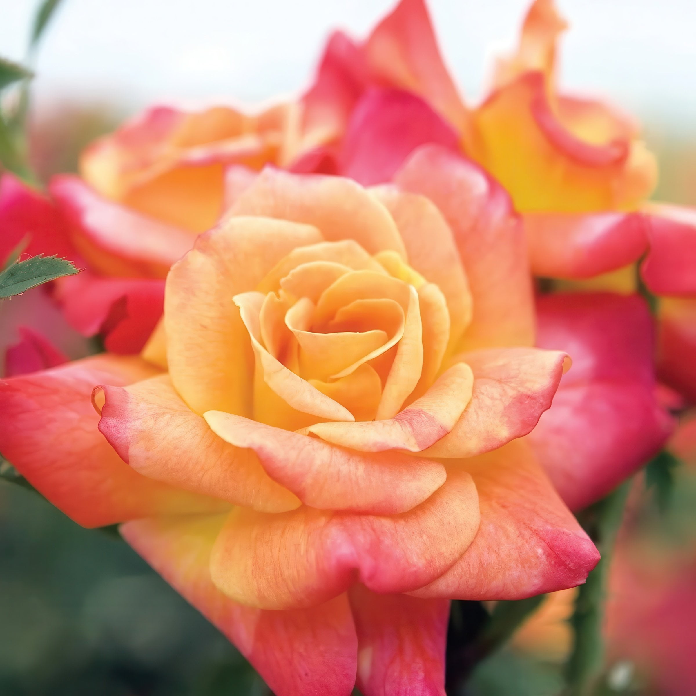 Bare Root Joseph's Coat Rose with Multicolor Flowers (2-Pack)