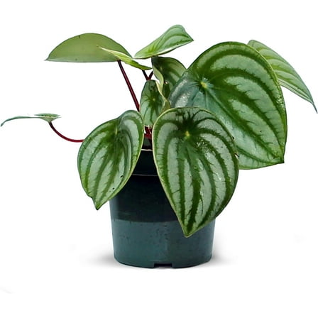 Live Peperomia Watermelon, Peperomia Argyreia, Fully Rooted Houseplant, Housewarming Couples Gift for The First Home, Grandma Birthday Gift, Office Gift in 4" Pot