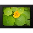 thumbnail image 2 of Millet, Karyn 14x11 Black Modern Framed Museum Art Print Titled - Nasturtiums I, 2 of 5