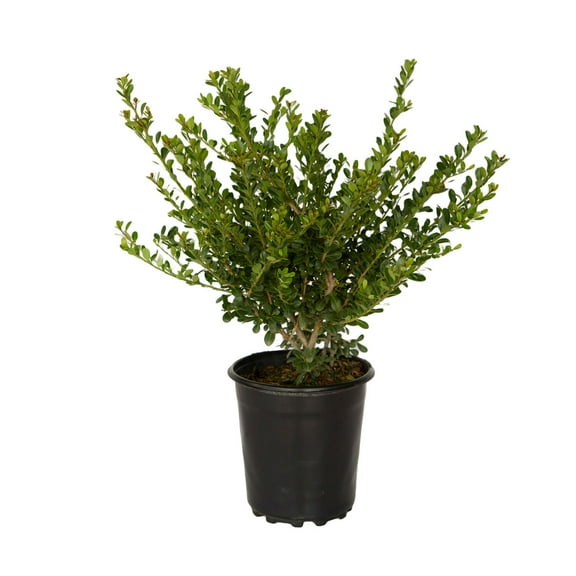 Expert Gardener Compacta Japanese Holly (2.5 Quart) Compact Evergreen Shrub - Full Sun Live Outdoor Plant