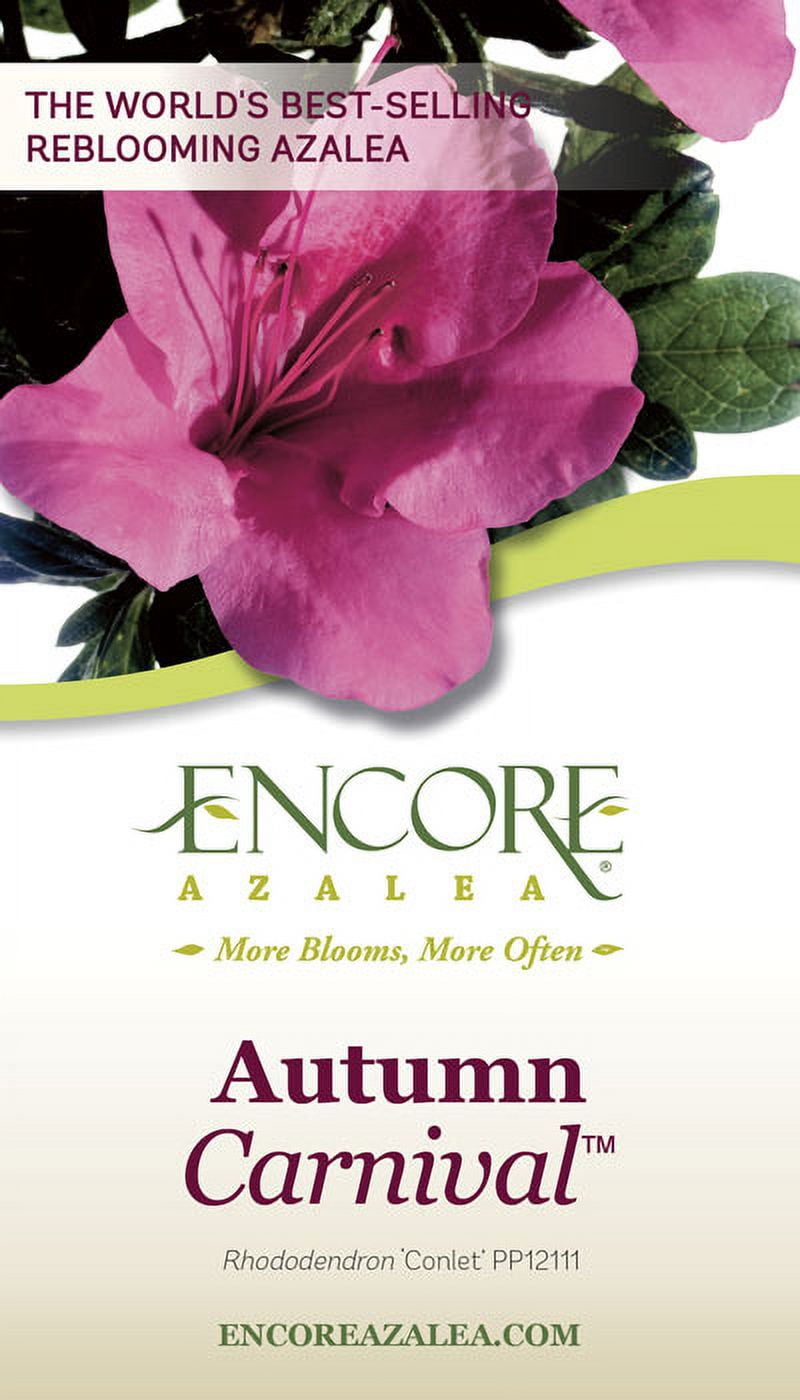 Encore Azalea Autumn Carnival (1 Gallon) Pink Flowering Shrub - Full Sun Live Outdoor Plant