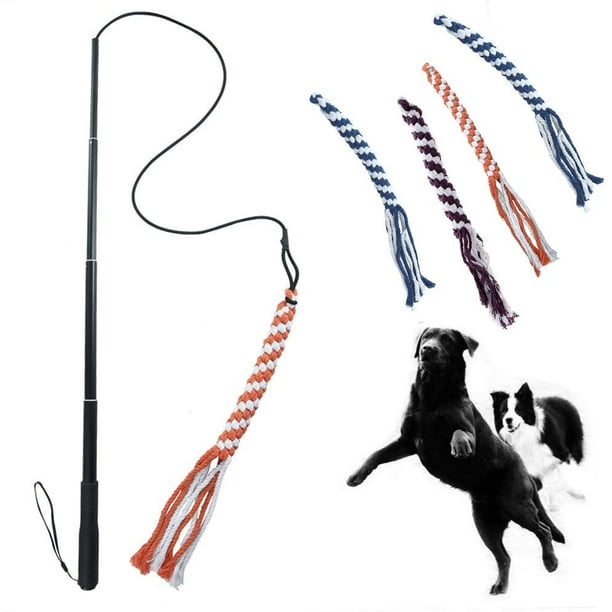 Pitbull tug of war 2025