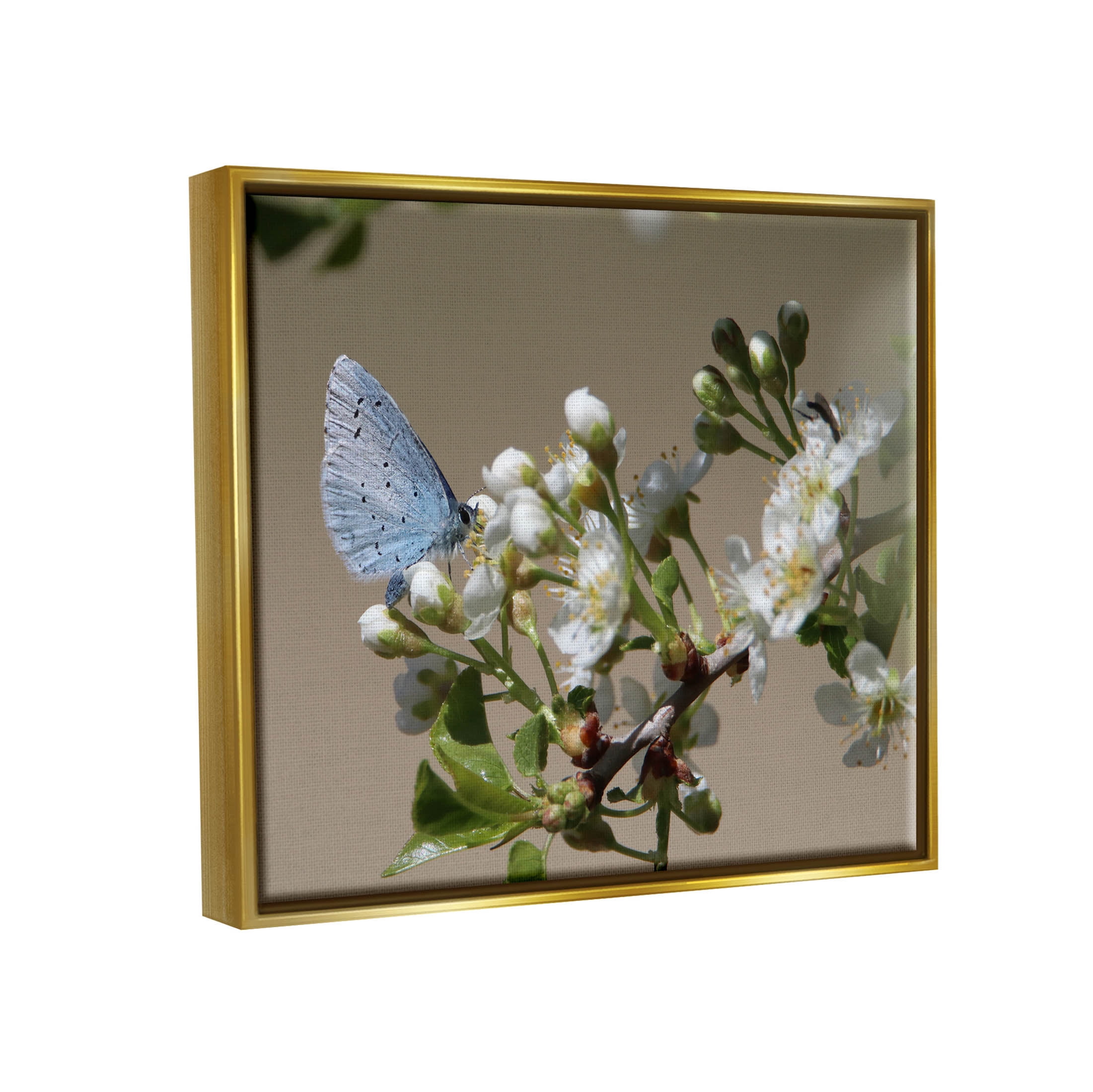 Stupell Industries Butterfly Perched Budding Flower Photograph Metallic Gold Floating Framed Canvas Print Wall Art, Design by Daphne Polselli